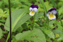 Viola tricolor