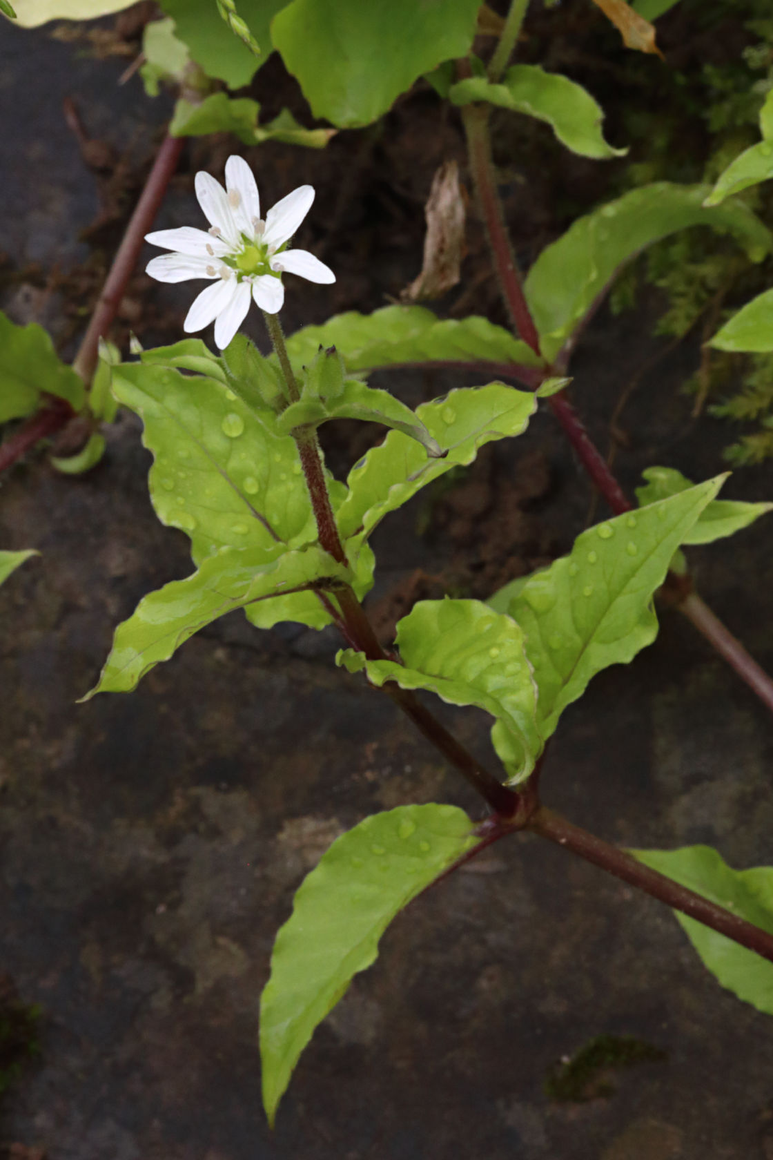 Water Chickweed