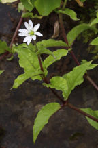 Stellaria aquatica