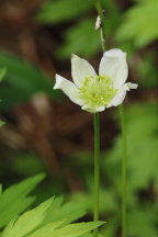 Anemone virginiana var. alba