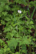 Anemone virginiana var. alba