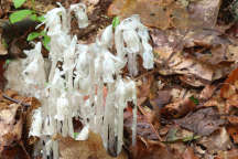 Monotropa uniflora