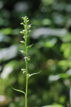Platanthera flava var. herbiola