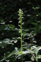 Platanthera flava var. herbiola