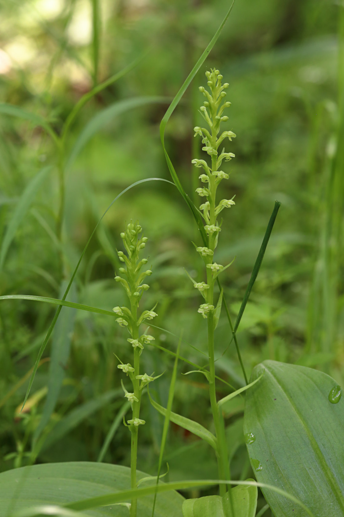 Northern Tubercled Orchid