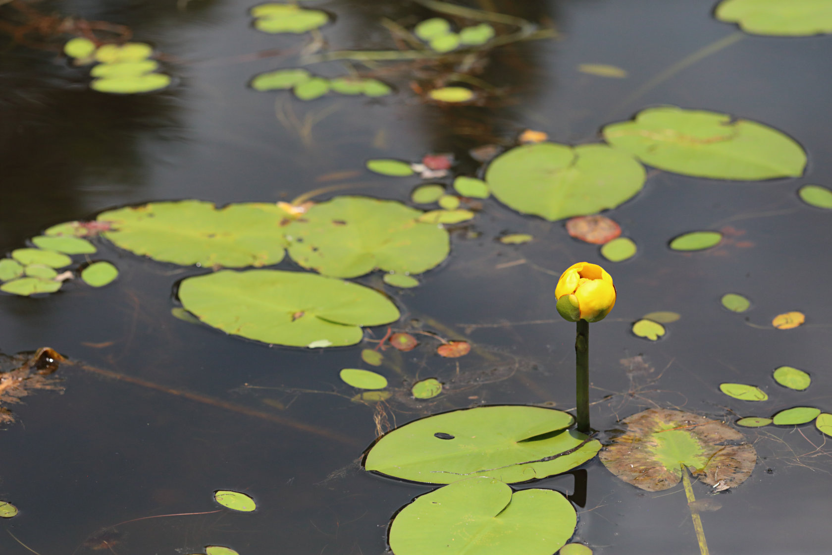 Large Pond Lily