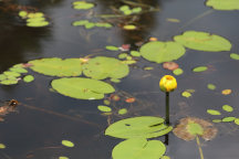 Nuphar lutea ssp. variegata