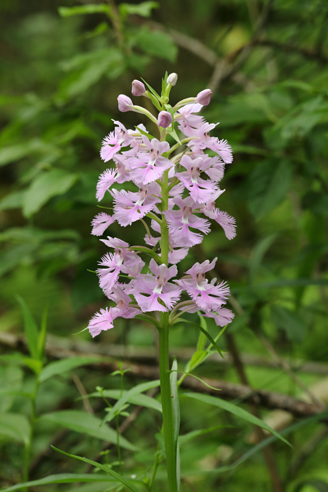 Large Purple Fringed Orchid
