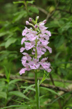 Platanthera grandiflora