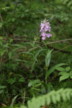 Platanthera grandiflora