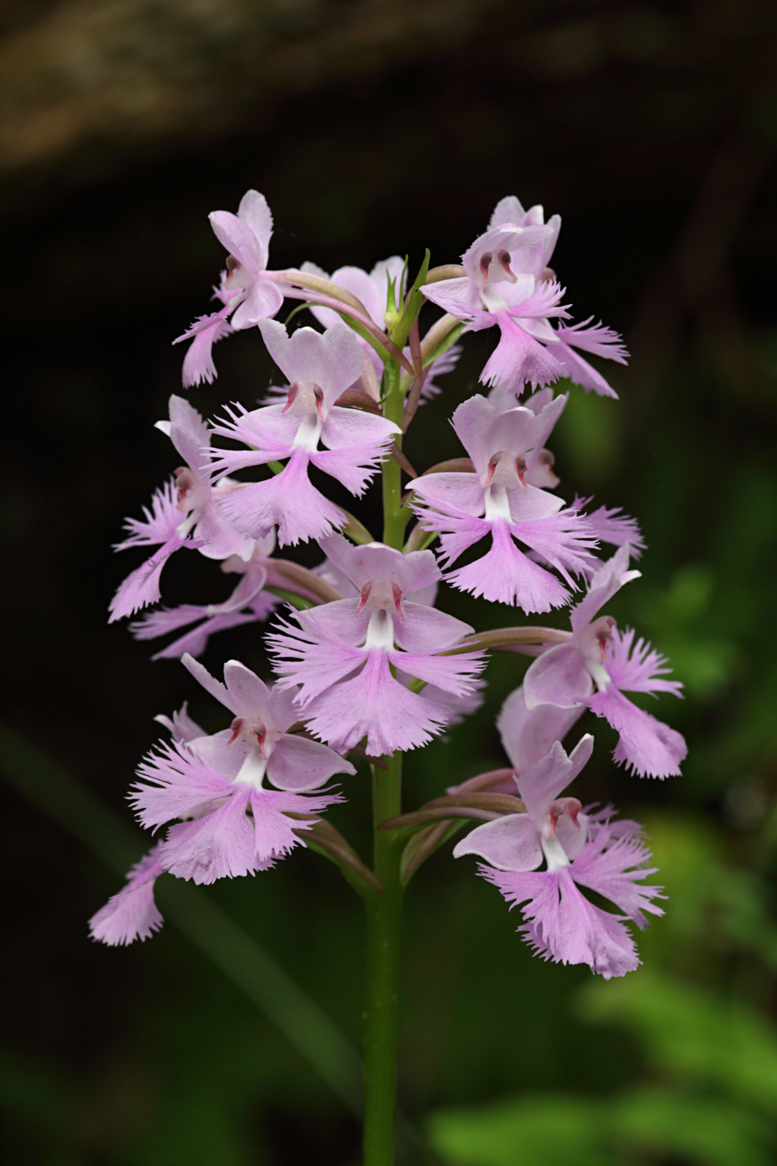 Large Purple Fringed Orchid