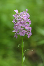 Platanthera grandiflora