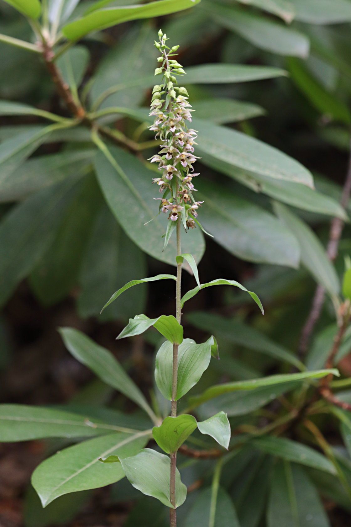 Broad-Leaved Helleborine