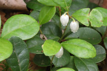 Gaultheria procumbens