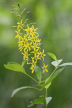 Lysimachia terrestris