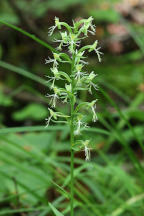 Platanthera lacera