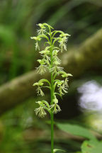 Platanthera lacera