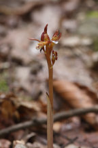 Corallorhiza maculata var. maculata