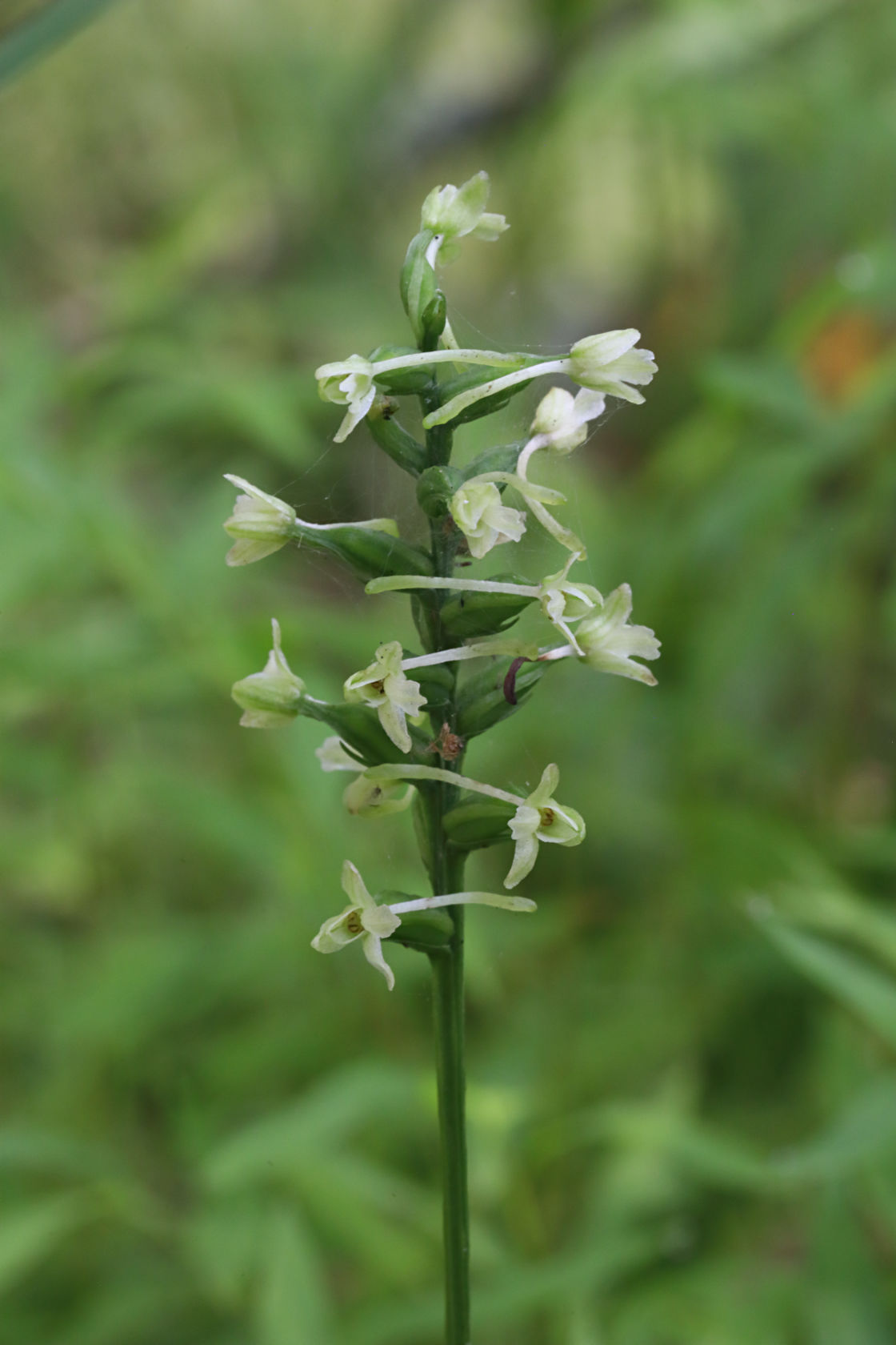 Little Club-Spur Orchid