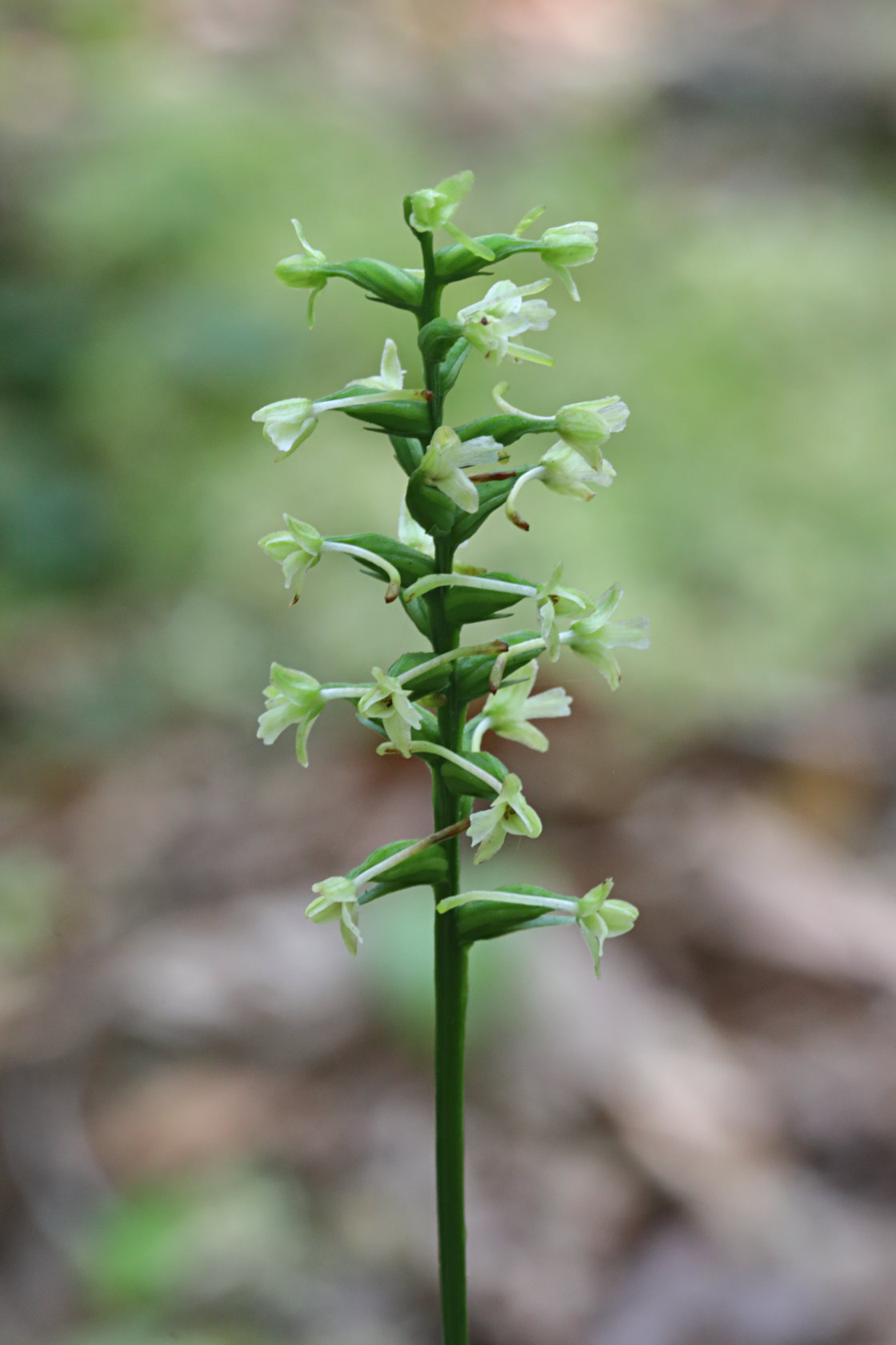 Little Club-Spur Orchid