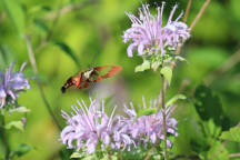 Monarda fistulosa