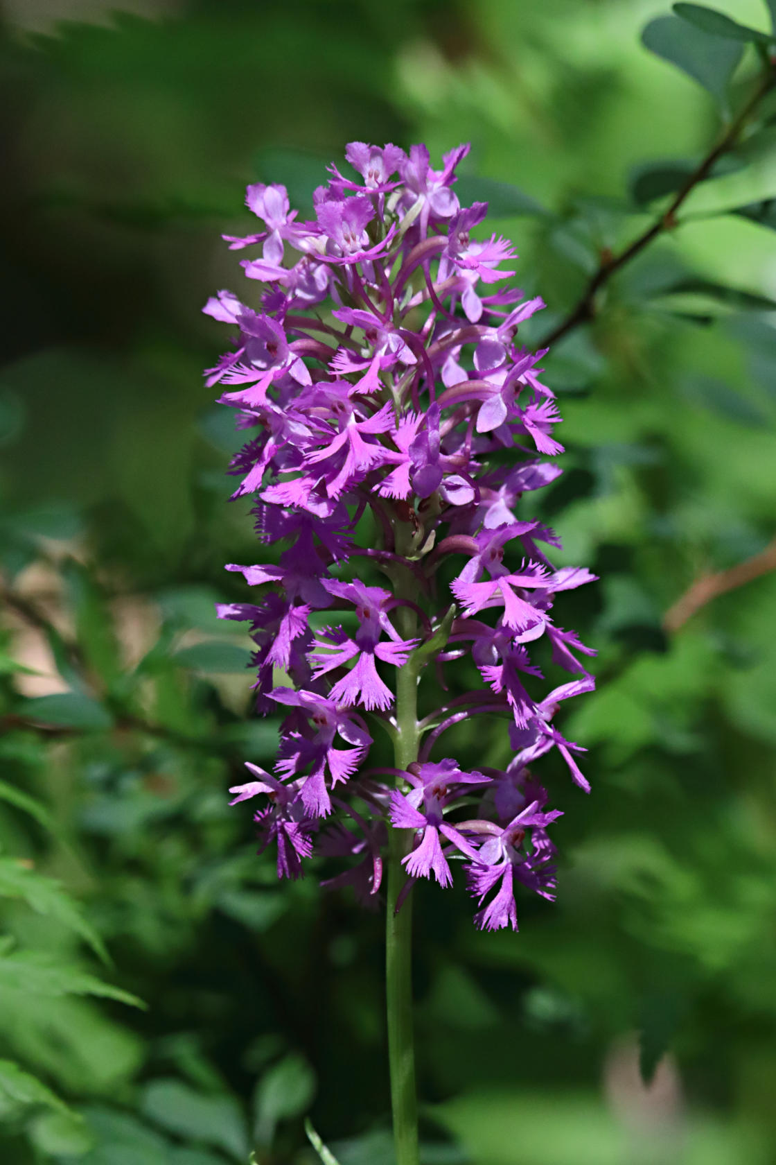 Small Purple Fringed Orchid