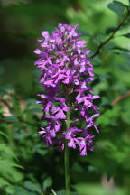 Platanthera psycodes