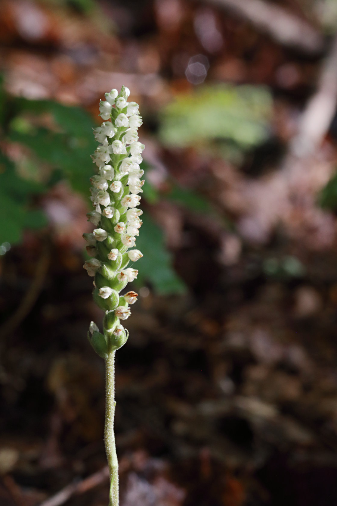 Downy Rattlesnake Plantain