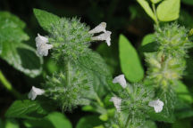 Clinopodium vulgare