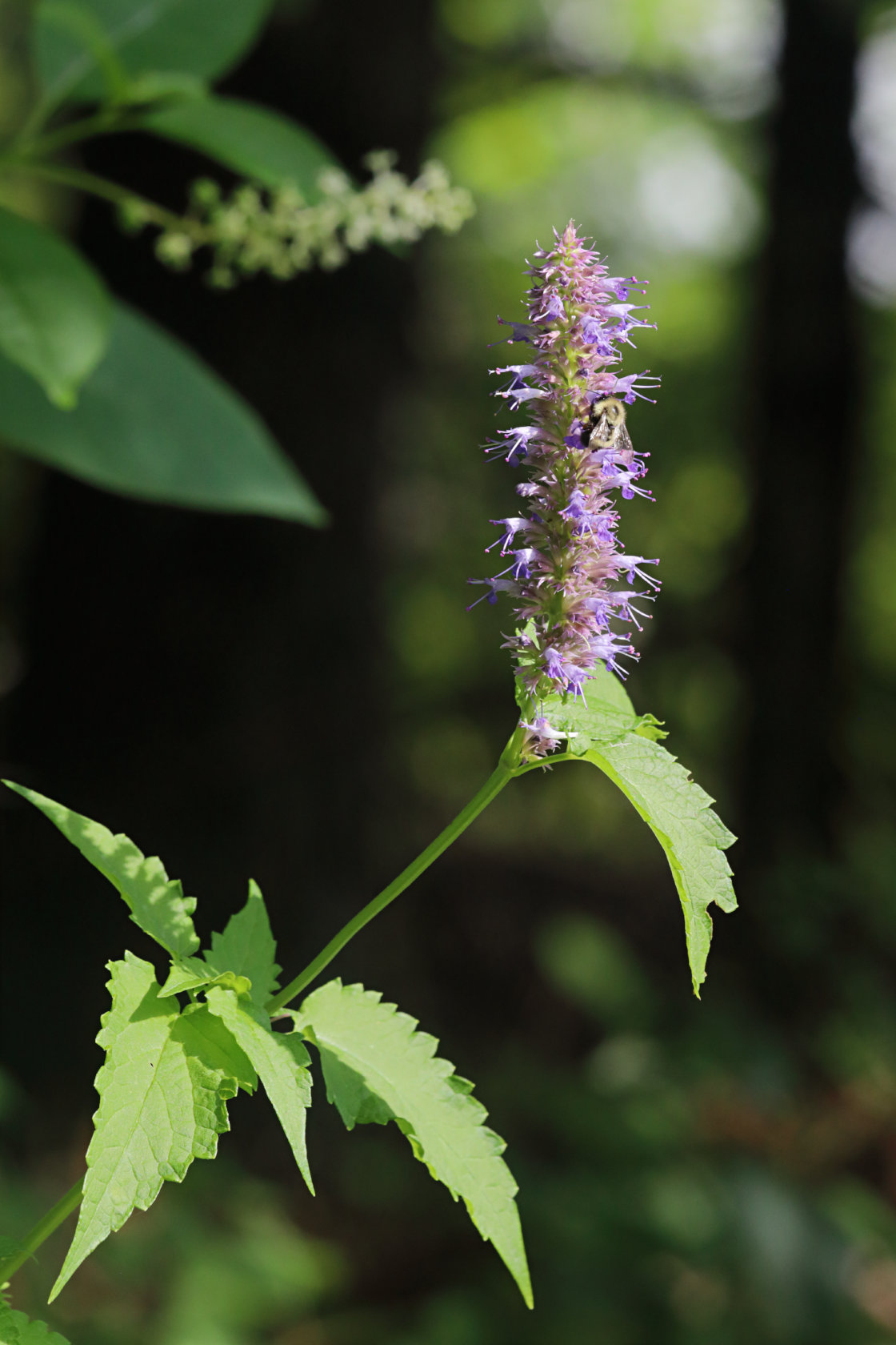 Anise Hyssop
