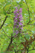 Platanthera psycodes