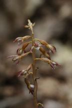 Corallorhiza maculata var. maculata