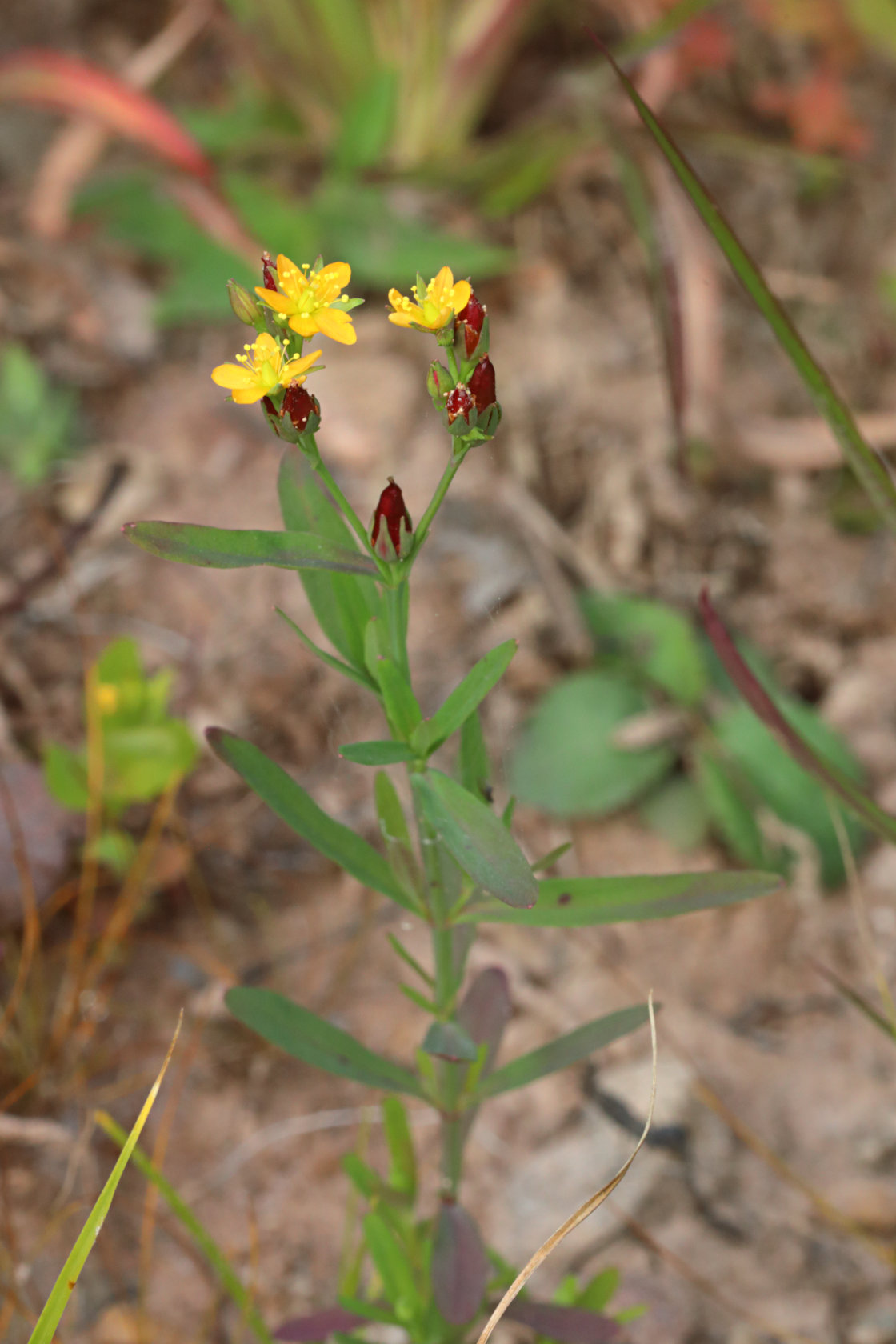 Canada St. John's Wort