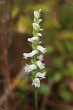 Spiranthes arcisepala