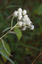 Anaphalis margaritacea