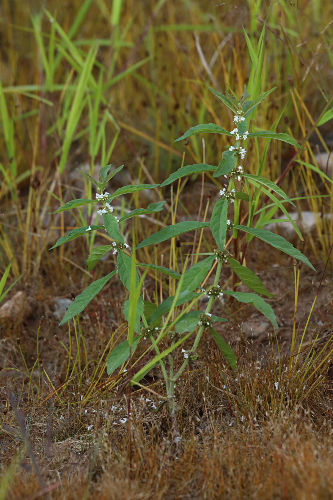 Northern Water Horehound