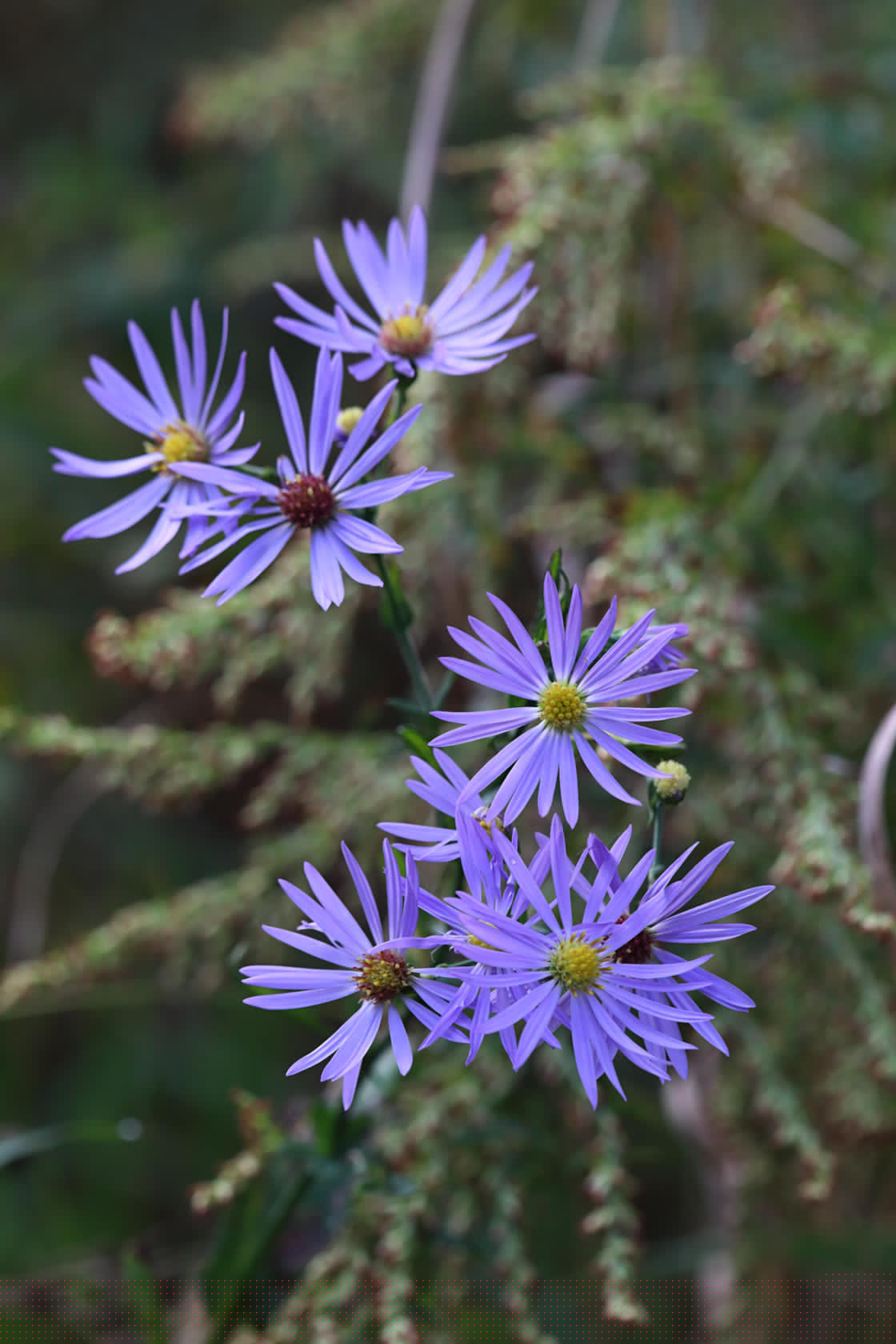 Clasping Aster