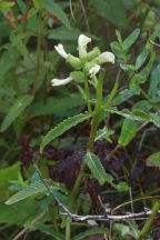 Pedicularis lanceolata