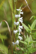 Spiranthes arcisepala
