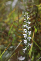 Spiranthes cernua