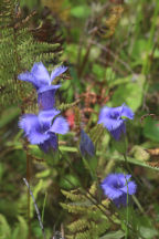 Gentianopsis crinita