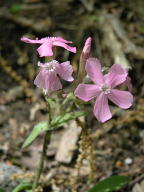 Silene caroliniana