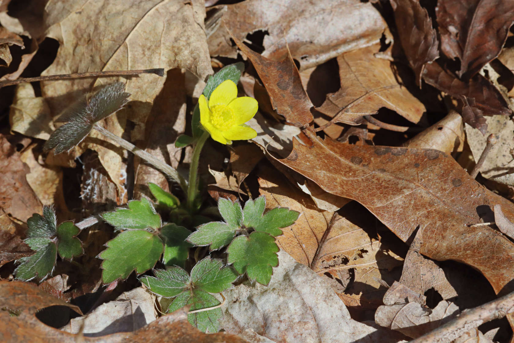 Hispid Buttercup