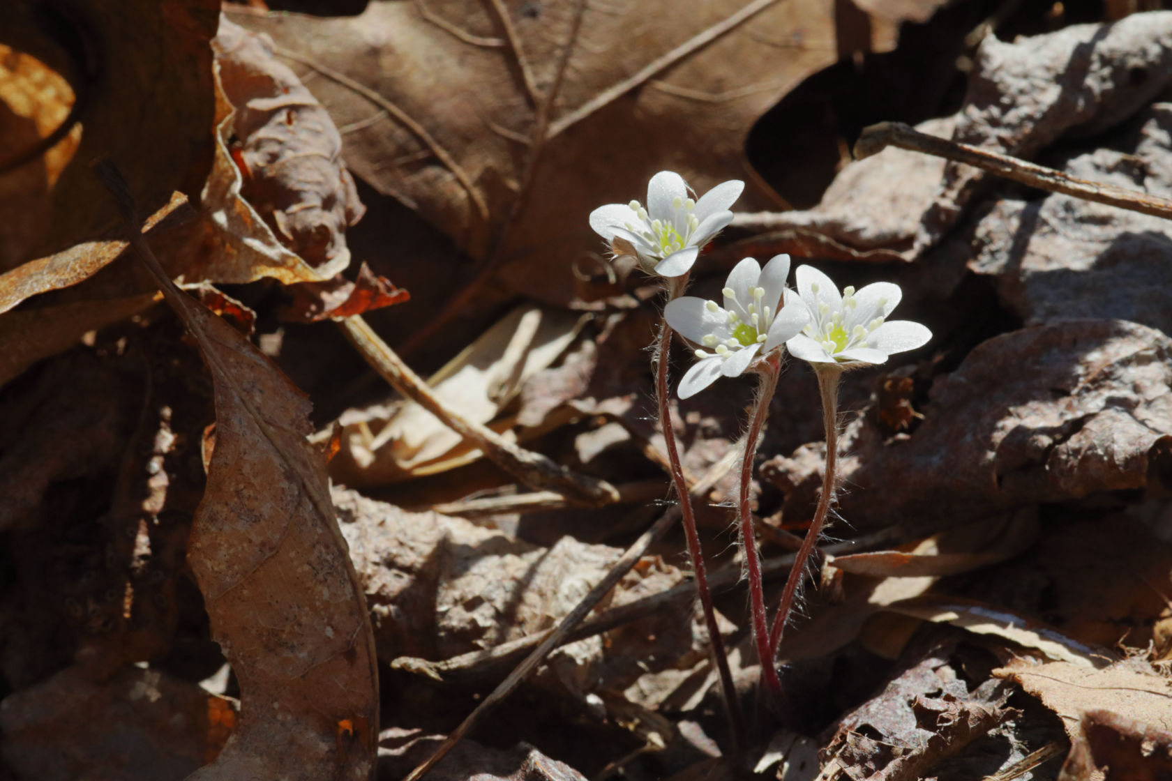 Round-Lobed Hepatica