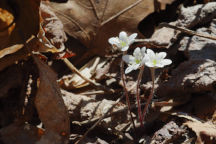 Hepatica nobilis