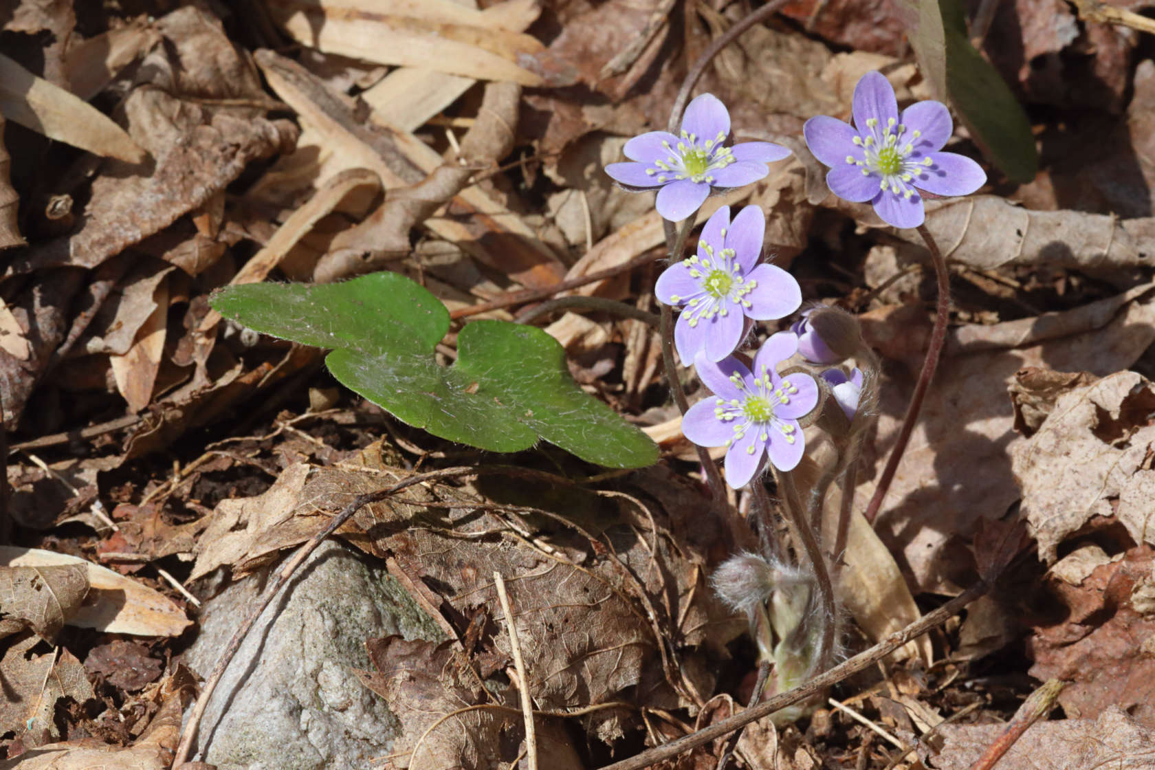 Round-Lobed Hepatica