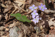 Hepatica nobilis