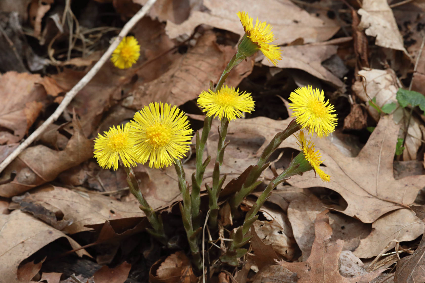 Coltsfoot