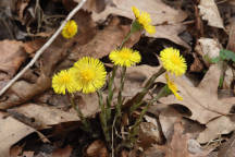 Tussilago farfara