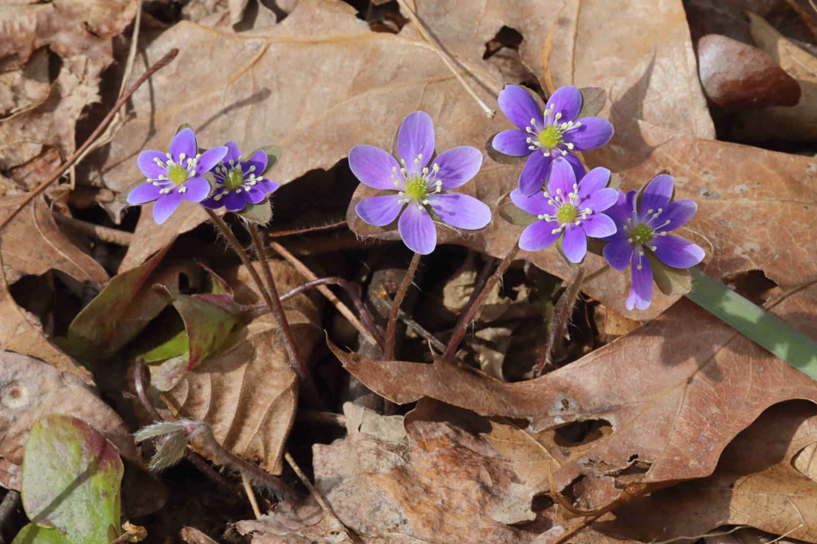 Round-Lobed Hepatica